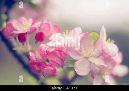 Close-up of blooming tree Stock Photo