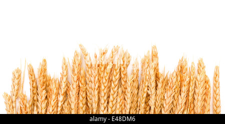 Sheaf Golden Wheat Ears, on white background Stock Photo