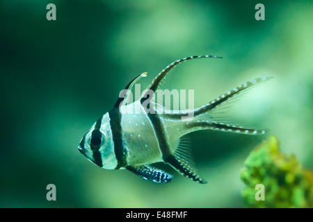 Pajama cardinalfish, sphaeramia nematoptera, Thailand Stock Photo