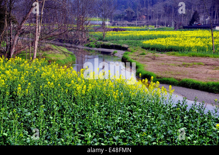 PENGZHOU, CHINA: A small river flows peacefully past fields of yellow Rapeseed oil flowers