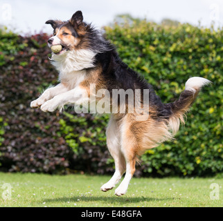 collie dog jumping to catch a ball Stock Photo