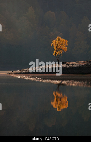 Solitary birch in Glen Affric Stock Photo