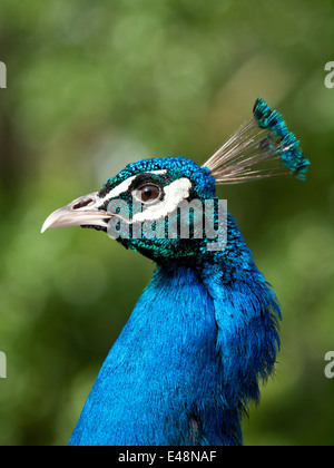 A close-up portrait of a male, blue peacock (Pavo cristatus). Stock Photo