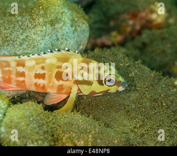 Blacktip grouper relaxing on the sea floor Stock Photo