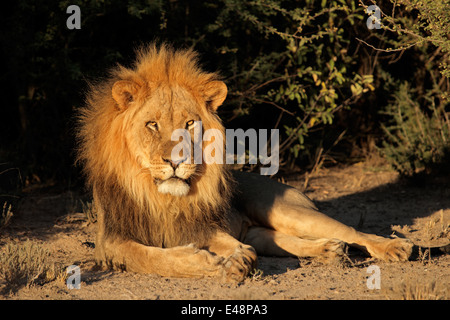 Big male African lion (Panthera leo) resting, South Africa Stock Photo