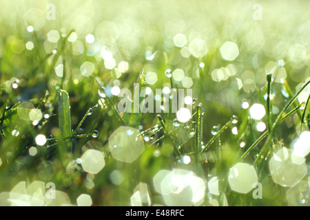 Glistening morning dew on grass Stock Photo