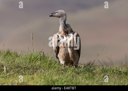 This is an image of a Cape Vulture taken at the Bearded vulture hide in the natal midlands KZN South Africa Stock Photo