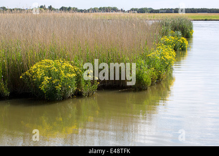 Reed bed bordered by Fen Ragwort (Jacobaea paludosa or Senecio paludosus), Alblasserdam, South-Holland, Netherlands Stock Photo