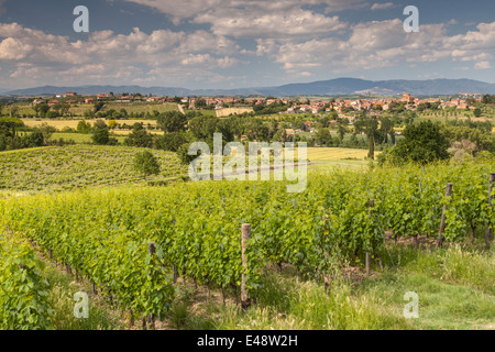 Vineyards near to Acquaviva, Tuscany. The town is near to Montepulciano which is a major producer of food and drink. Stock Photo