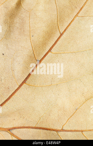 picture of background made with a dry leaf Stock Photo