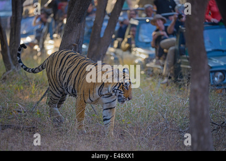 Tourist vehicles following a tiger on a tiger safari in Ranthambhore tiger reserve Stock Photo