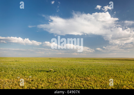 short grass prairie in springtime - Pawnee National Grassland in Weld County, north eastern Colorado Stock Photo