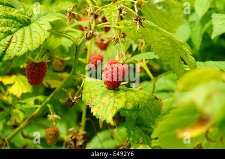 Ripe berry of raspberry on the bush Stock Photo