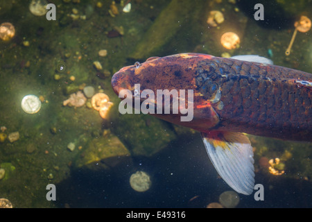 koi fish in a pond with american coins on the bottom Stock Photo