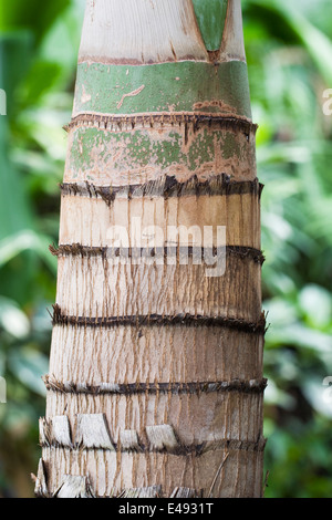 Hyophorbe lagenicaulis trunk. Bottle Palm tree in a protected environment. Stock Photo