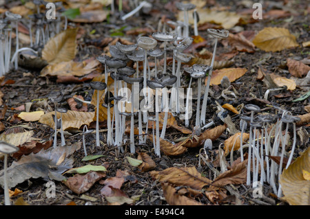 Inkycap Mushroom - Grey Shag (Coprinus cinereus - Coprinopsis cinerea) in autumn Stock Photo