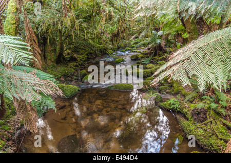 ST COLUMBA FALLS, WATERFALL, ST COLUMBA FALLS STATE RESERVE, PYENGANA VALE, VALLEY, ST HELENS, NORTH EAST TASMANIA, AUSTRALIA Stock Photo