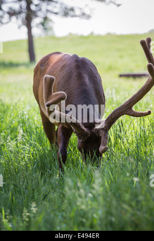 close up of an american elk in springtime still in velvet over green grass Stock Photo