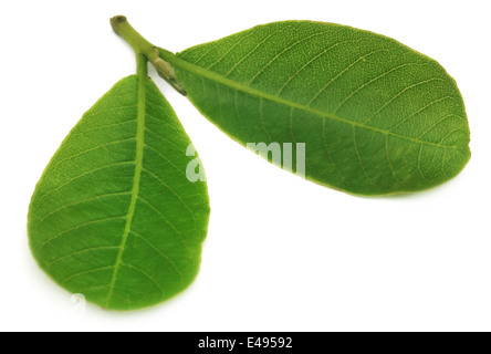 Leaves of Medicinal Terminalia arjuna over white background Stock Photo