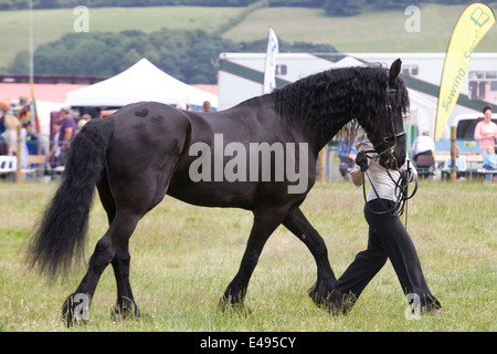 Frisian stallion in hand at a horse show in England Stock Photo