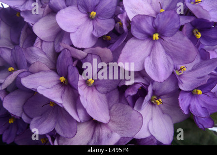 Purple african violet flowers Stock Photo