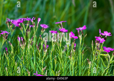 Purple carnation. Family Dianthus plumarius flower.Small depth of field Stock Photo