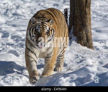 Siberian tiger on the move in the snow, Hengdaohezi Breeding Center, Mudanjiang, China Stock Photo