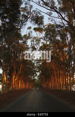 A tar road running in the middle of a lane of bluegum trees. Rays of sunlight shining through. Stock Photo