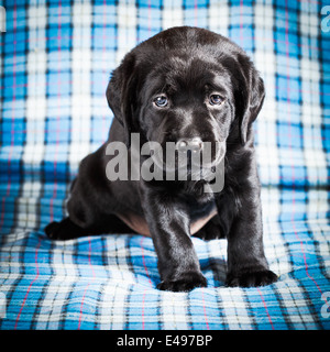 Beautiful Black Labrador Puppy Dog Sitting On Blue Plaid Background Stock Photo