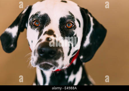 Close up of the face of a dalmatian dog. Beautiful Dalmatian dog head portrait with cute expression in the face Stock Photo