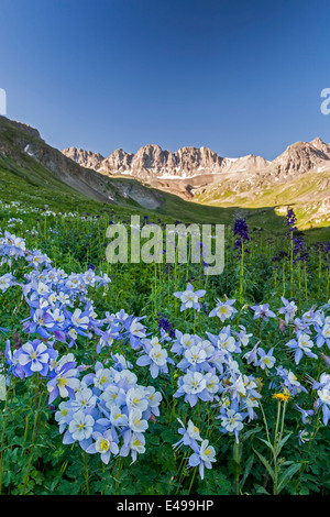 Columbines (Aquilegia coerulea) and American Basin Crags, American Basin, San Juan Mountains, Colorado USA Stock Photo