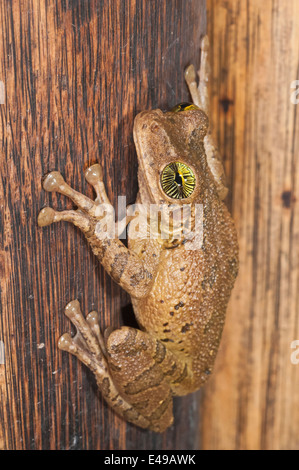 Giant broad-headed treefrog, Osteocephalus taurinus, native to Brazil, Bolivia, Peru, Ecuador, Colombia, Venezuela, Guyana, Stock Photo