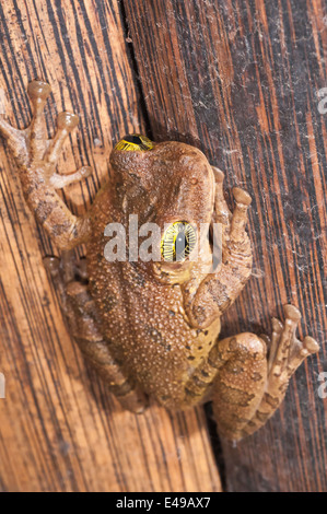 Giant broad-headed treefrog, Osteocephalus taurinus, native to Brazil, Bolivia, Peru, Ecuador, Colombia, Venezuela, Guyana, Stock Photo