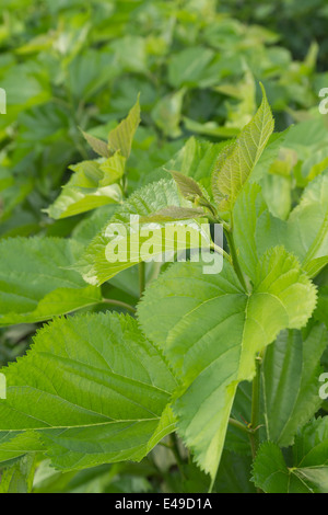 Mulberry leaf tree at field, for feed silkworm Stock Photo