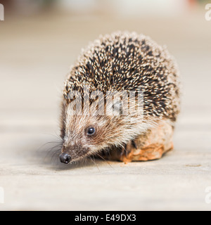 Hedgehog on wooden floor Stock Photo
