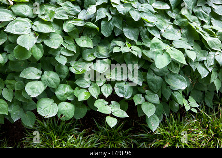 Epimedium, leaves provide ground cover in a shady flower bed Stock Photo