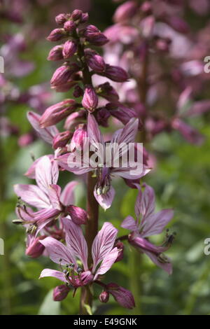 Burning bush - Dictamnus albus Stock Photo