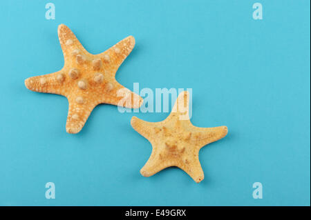 Two starfishes on a blue background Stock Photo