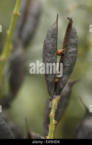 Blue wild indigo -Baptisia australis Stock Photo