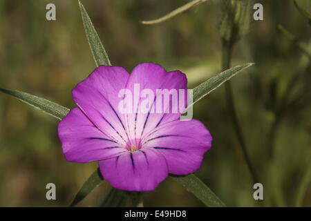 Common corn-cockle - Agrostemma githago Stock Photo