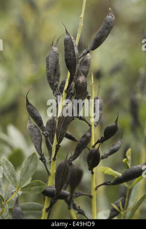 Blue wild indigo -Baptisia australis Stock Photo