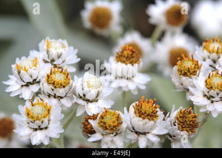 Pearly everlasting - Anaphalis margaritacea Stock Photo