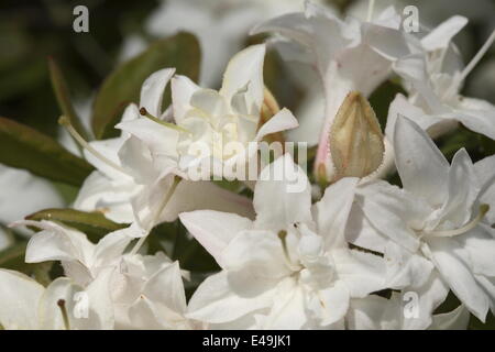 Azalea 'Chocolate Ice' Stock Photo - Alamy