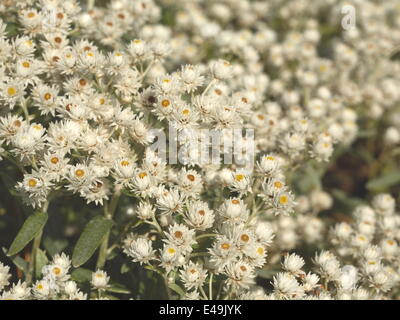 Triple-veined pearly everlasting - Anaphalis Stock Photo