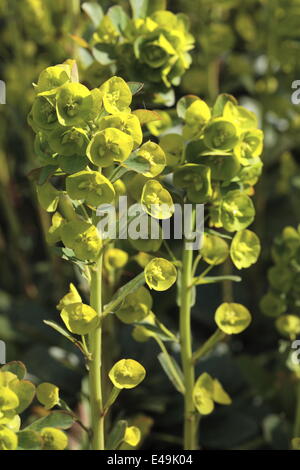 Wood spurge - Euphorbia amygdaloides Stock Photo