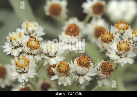 Pearly everlasting - Anaphalis margaritacea Stock Photo