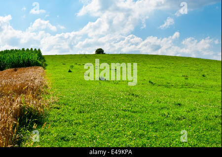 Corn  and Wheat Stock Photo