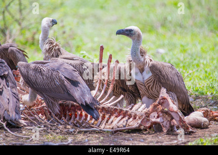 White-backed vultures feeding off a carcass Stock Photo