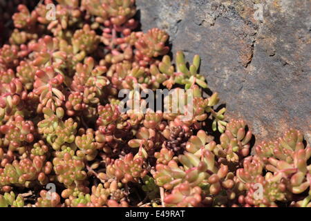 White stonecrop - Sedum album Stock Photo