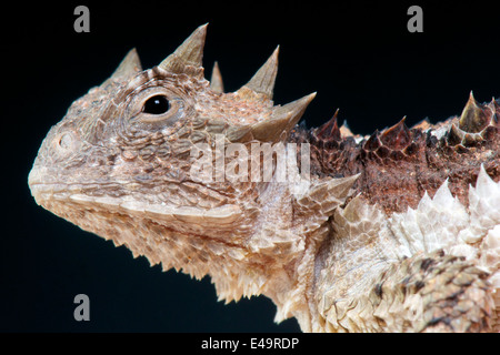 Giant Horned Lizard, Phrynosoma Asio Stock Photo - Alamy